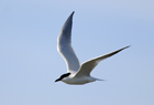 Gull billed tern056 .jpg